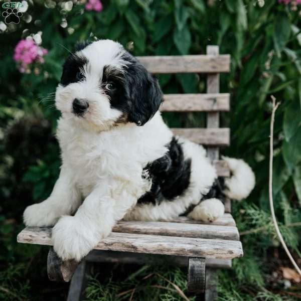 Josie, Mini Bernedoodle Puppy