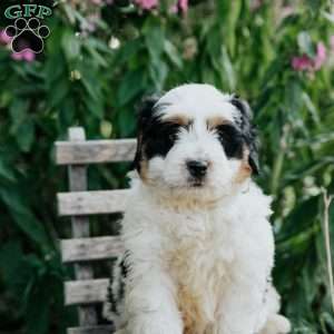 Joy, Mini Bernedoodle Puppy