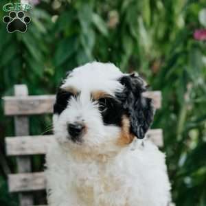 Joy, Mini Bernedoodle Puppy