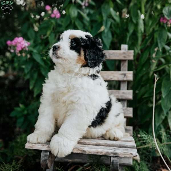Joy, Mini Bernedoodle Puppy