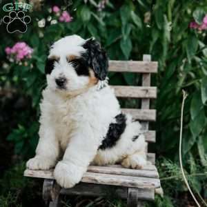 Joy, Mini Bernedoodle Puppy