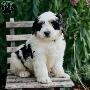 Joy, Mini Bernedoodle Puppy