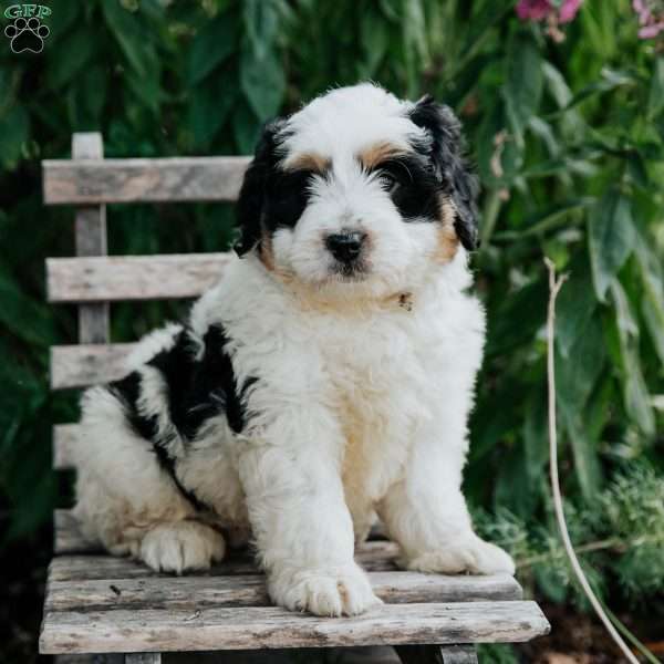 Joy, Mini Bernedoodle Puppy
