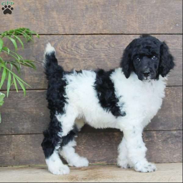 Felicity, Standard Poodle Puppy