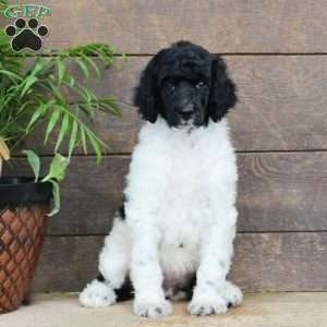 Felicity, Standard Poodle Puppy