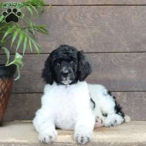 Felicity, Standard Poodle Puppy
