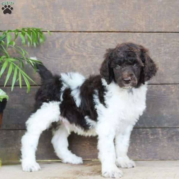 Fluffy, Standard Poodle Puppy
