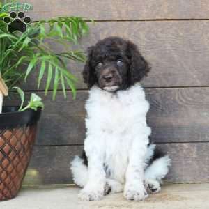 Fluffy, Standard Poodle Puppy