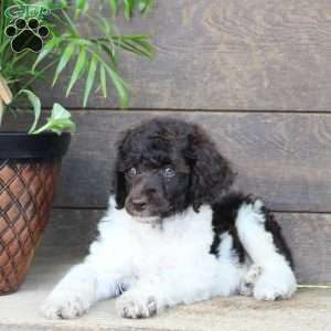 Fluffy, Standard Poodle Puppy