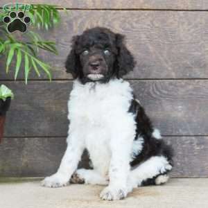 Fluffy, Standard Poodle Puppy