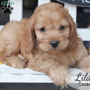 Lilac, Cockapoo Puppy