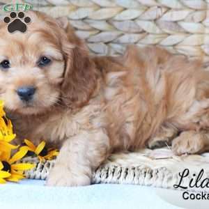 Lilac, Cockapoo Puppy