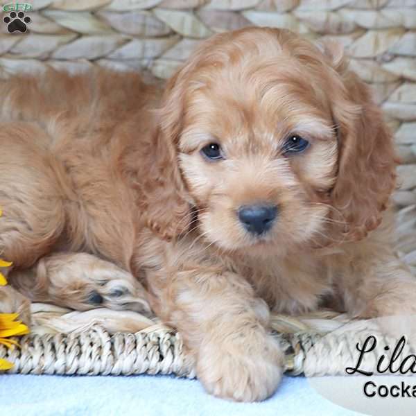 Lilac, Cockapoo Puppy