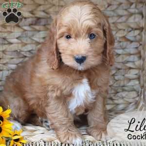 Lily, Cockapoo Puppy