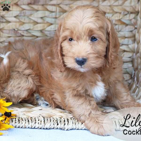 Lily, Cockapoo Puppy