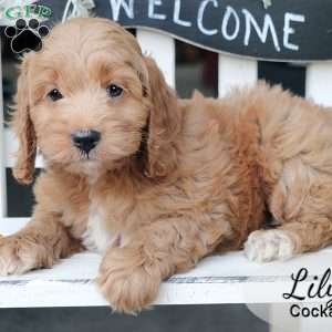 Lily, Cockapoo Puppy