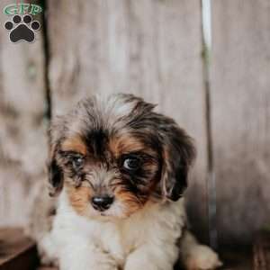 Flint, Cavapoo Puppy