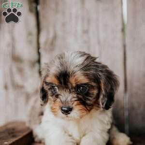 Flint, Cavapoo Puppy