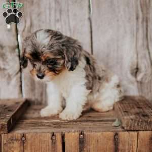 Flint, Cavapoo Puppy