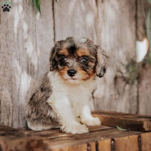 Flint, Cavapoo Puppy