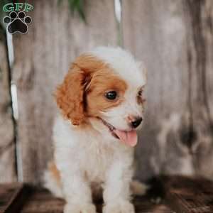 Benny, Cavapoo Puppy