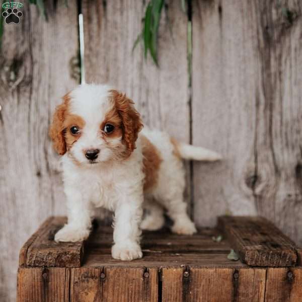 Benny, Cavapoo Puppy