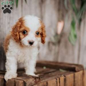 Benny, Cavapoo Puppy