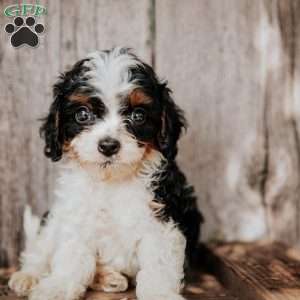 Billy, Cavapoo Puppy