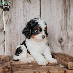 Billy, Cavapoo Puppy