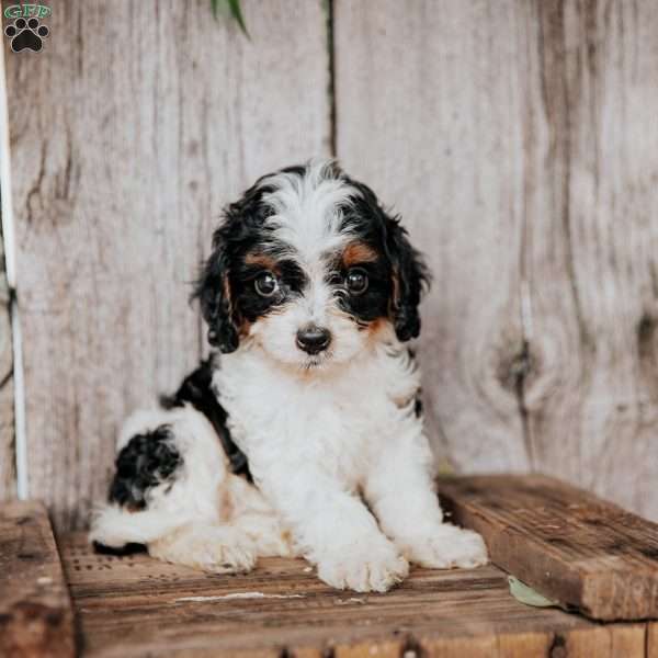 Billy, Cavapoo Puppy