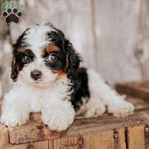 Billy, Cavapoo Puppy