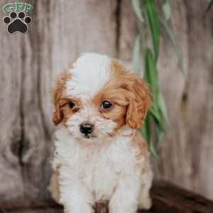 Bobby, Cavapoo Puppy