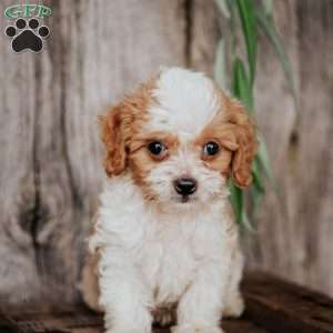 Bobby, Cavapoo Puppy