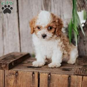 Bobby, Cavapoo Puppy