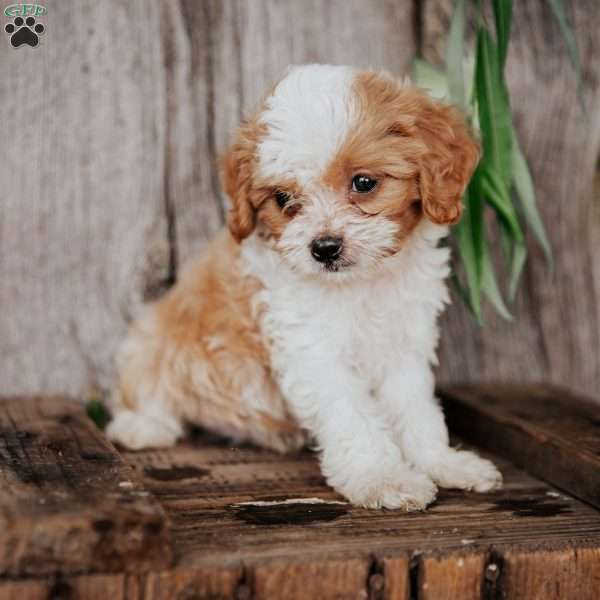 Bobby, Cavapoo Puppy
