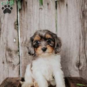 Felix, Cavapoo Puppy