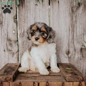 Felix, Cavapoo Puppy