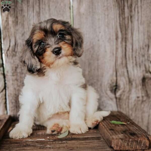Felix, Cavapoo Puppy