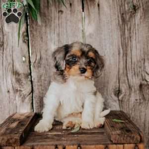 Felix, Cavapoo Puppy