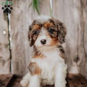 Finn, Cavapoo Puppy