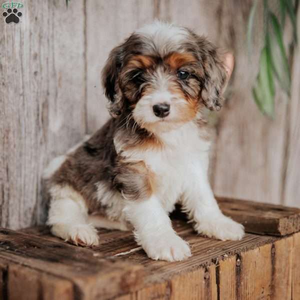Finn, Cavapoo Puppy