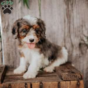 Finn, Cavapoo Puppy