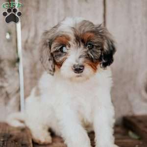 Frank, Cavapoo Puppy