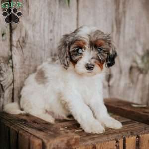 Frank, Cavapoo Puppy
