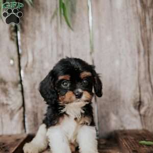 Freddy, Cavapoo Puppy