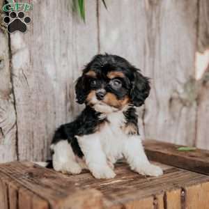 Freddy, Cavapoo Puppy