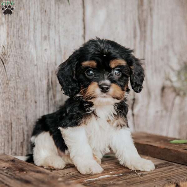 Freddy, Cavapoo Puppy