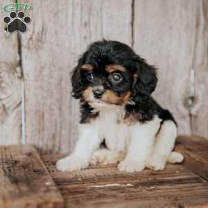 Freddy, Cavapoo Puppy