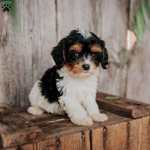 Fritz, Cavapoo Puppy