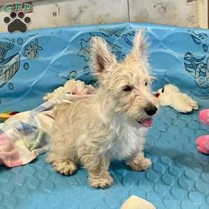 Margie, Scottish Terrier Puppy